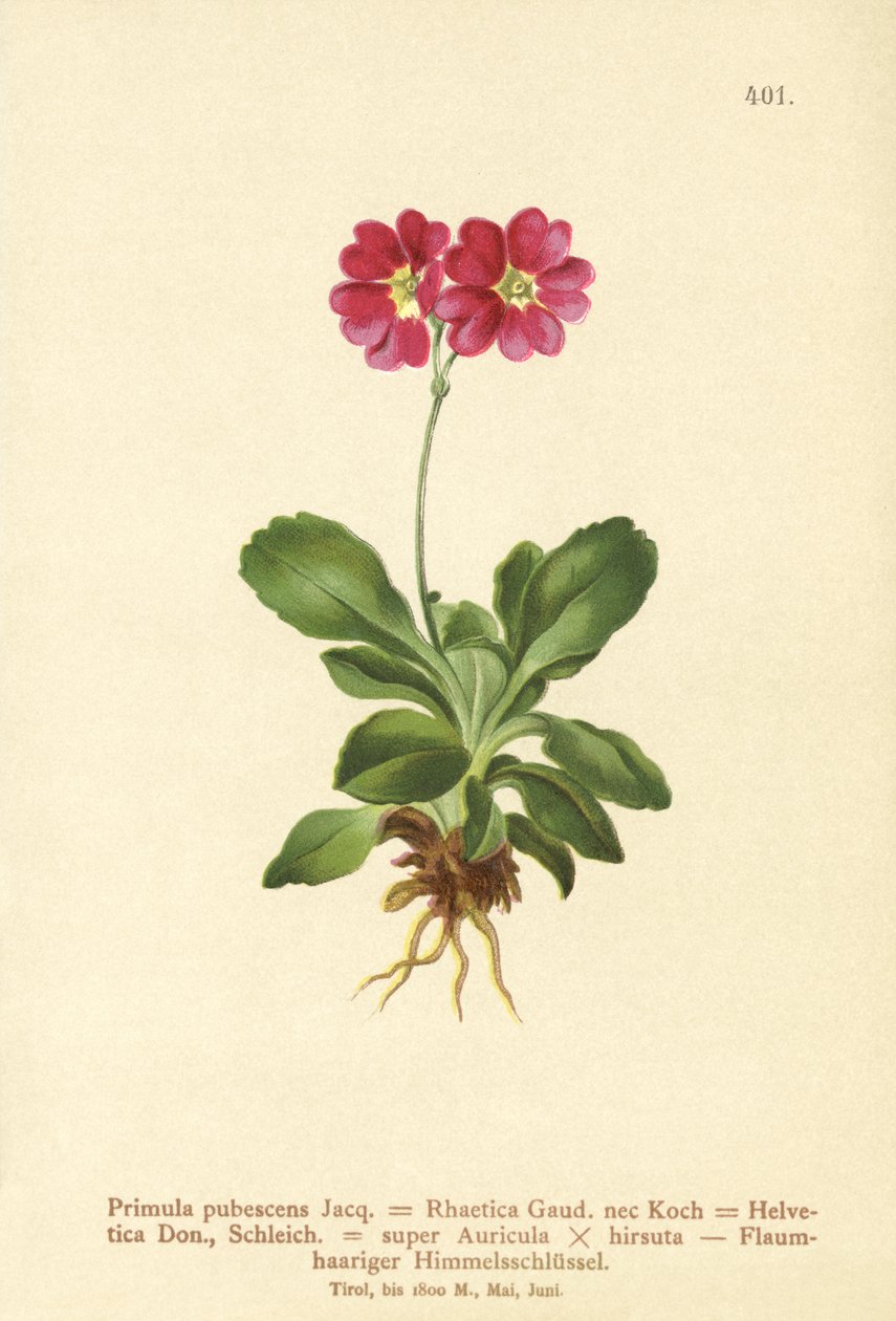 花园Auricula（报春花，Primula Rhaetica，Primula Helvetica） 作者 德国学校