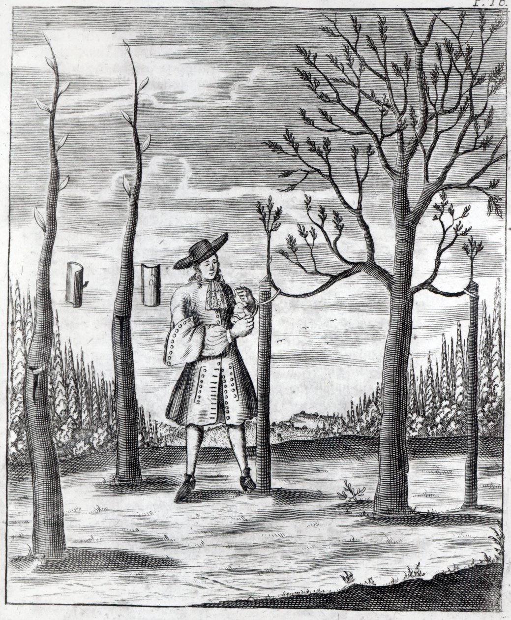 园艺和植物病害，来自Heinrich Hesse的&39;Neue Garten-lust&39;的插图，1696年 作者 德国学校
