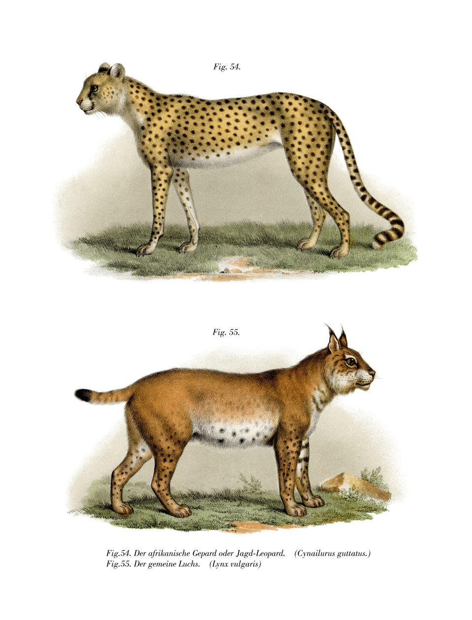 Gepard，1860年 作者 德国学校