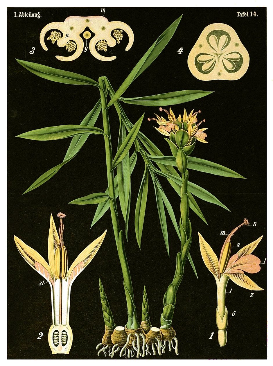 生姜（Zingiber officinale Roscoe）c.1890（彩色石版画） 作者 德国学校