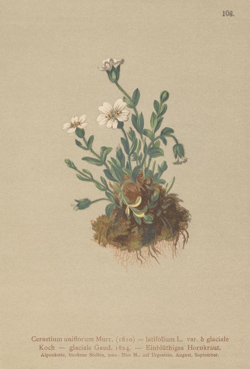 Glacier Mouse Ear（Cerastium uniflorum，Cerastium latifolium var.glaciale，Cerastium glaciale） 作者 德国学校