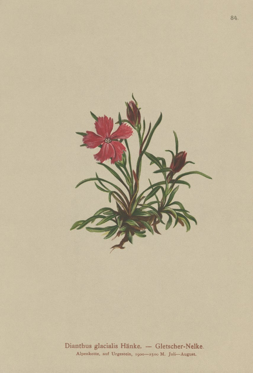 Glacier Pink（Dianthus glacialis） 作者 德国学校