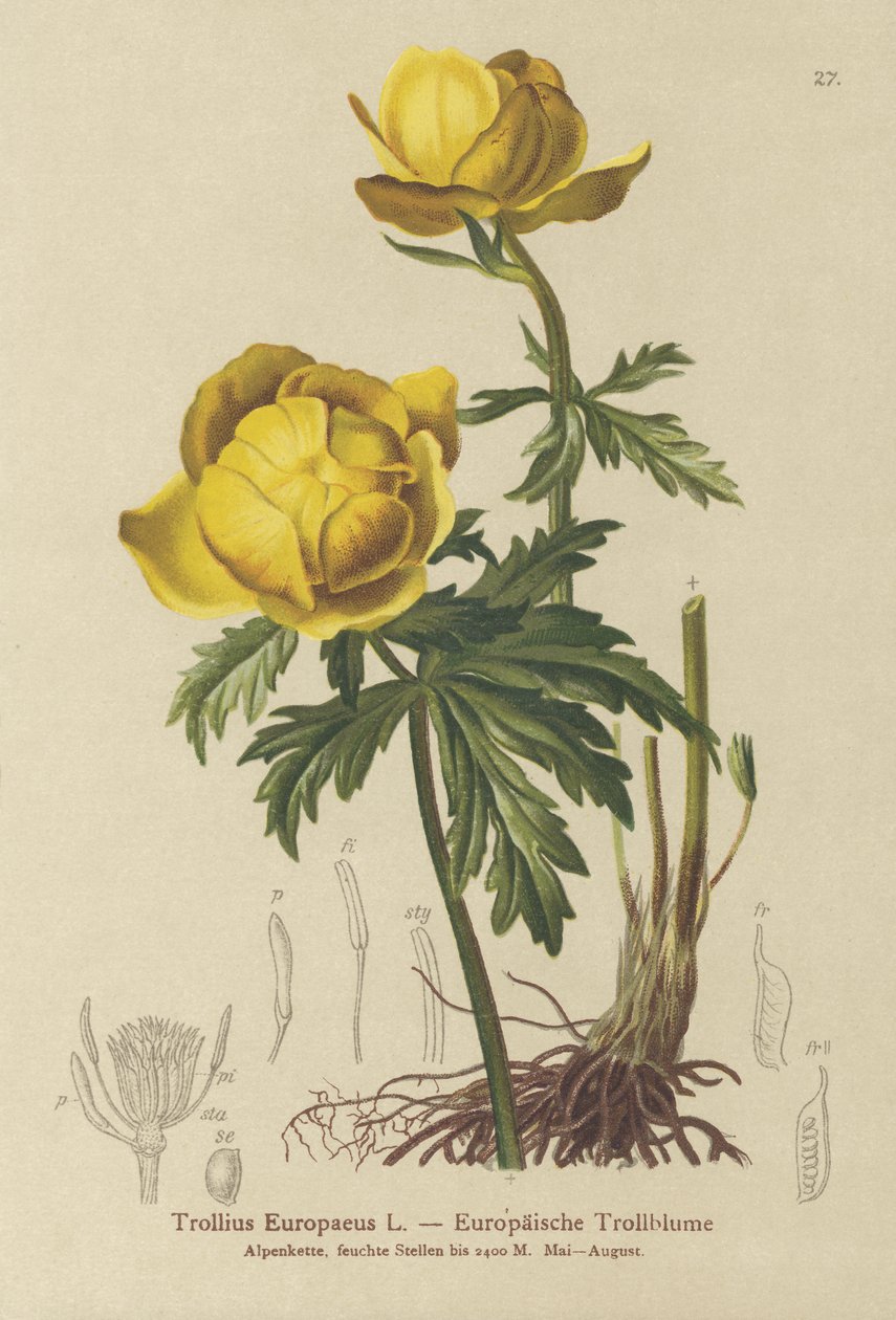 地球花（金莲花Europaeus） 作者 德国学校