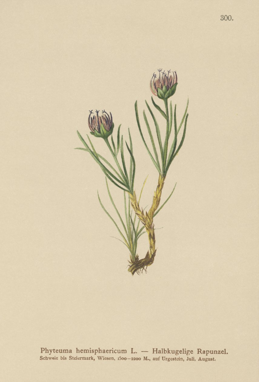 全球头晕（Phyteuma hemisphaericum） 作者 德国学校