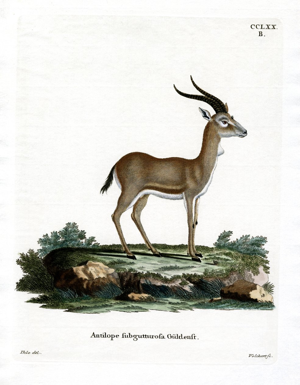 Goitered Gazelle（彩色雕刻）。 作者 德国学校