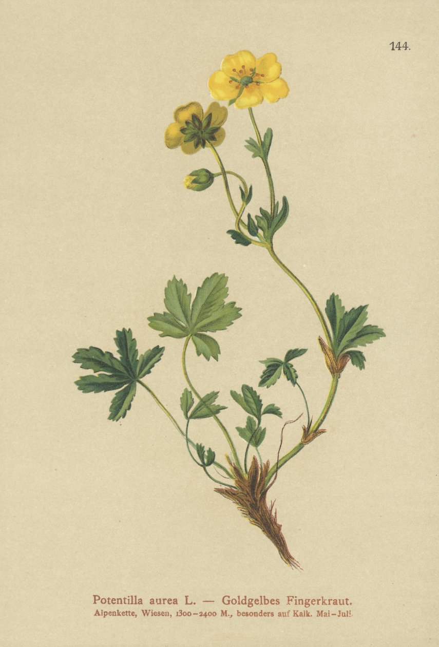 Golden Cinquefoil 作者 德国学校