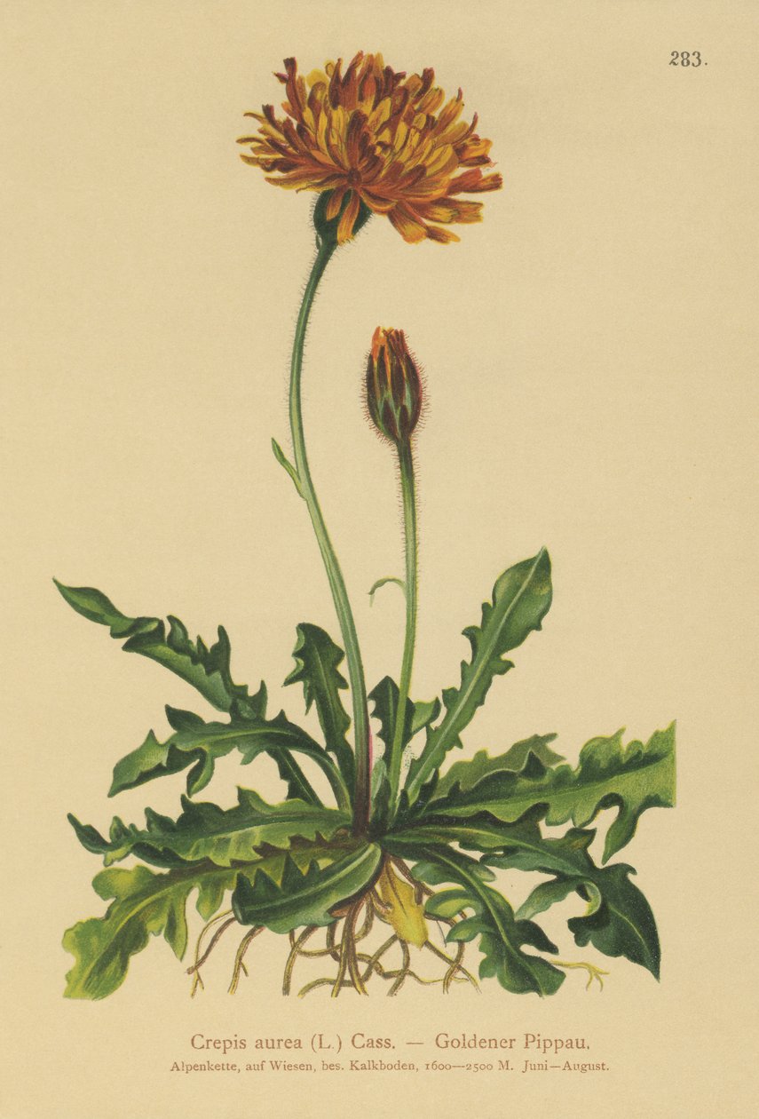 金鹰 - 胡须（Crepis aurea） 作者 德国学校