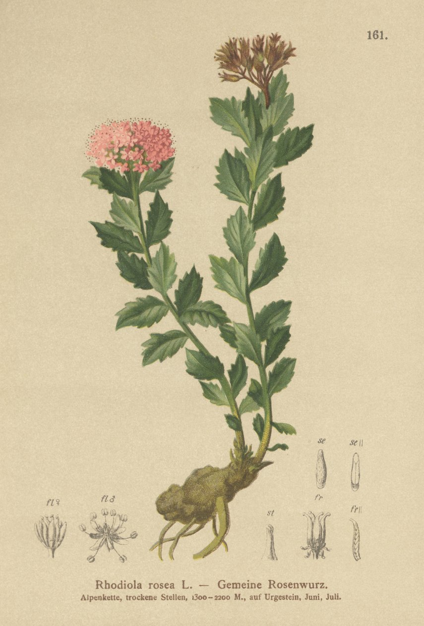 金根（Rhodiola rosea） 作者 德国学校