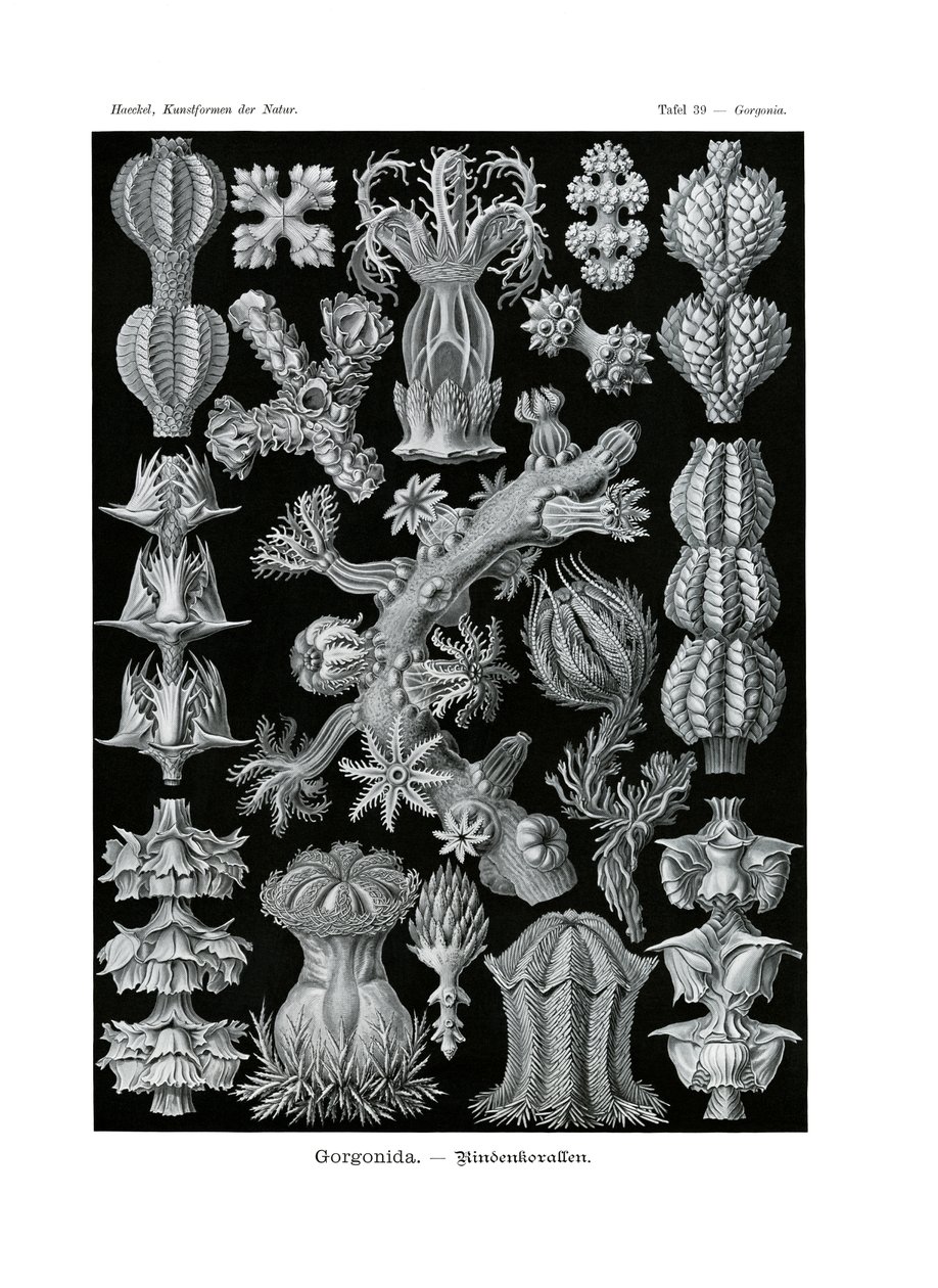 Gorgonida，1899-1904 作者 德国学校