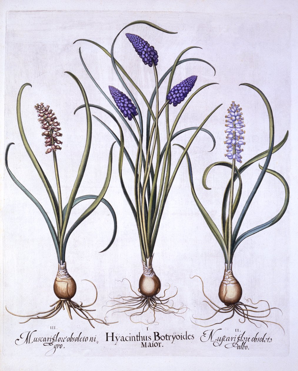 葡萄风信子，来自Hortus Eystettensis，由Basil Besler（1561-1629），酒吧。 1613（手工彩色雕刻） 作者 德国学校