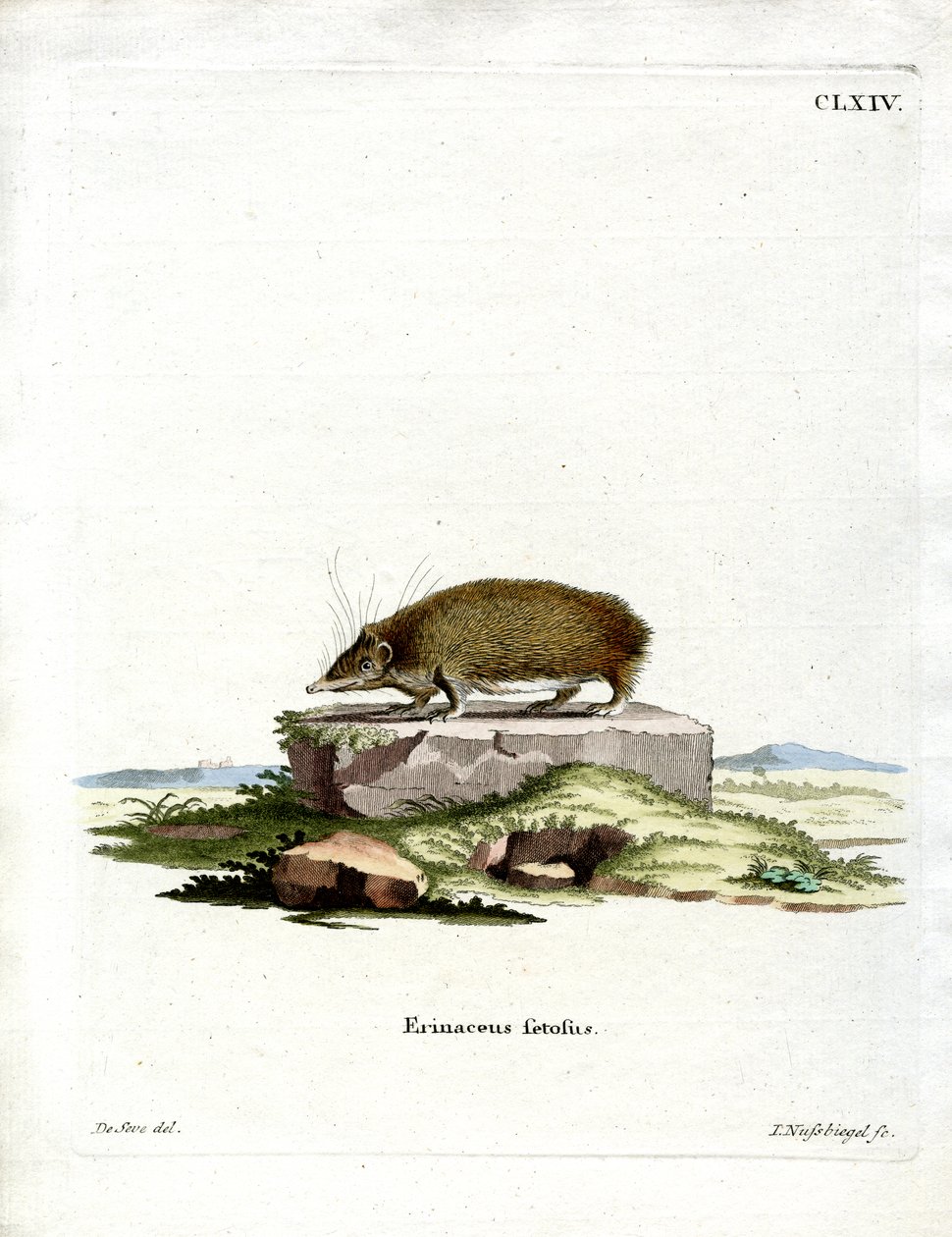大刺猬 Tenrec （彩色雕刻） 作者 德国学校