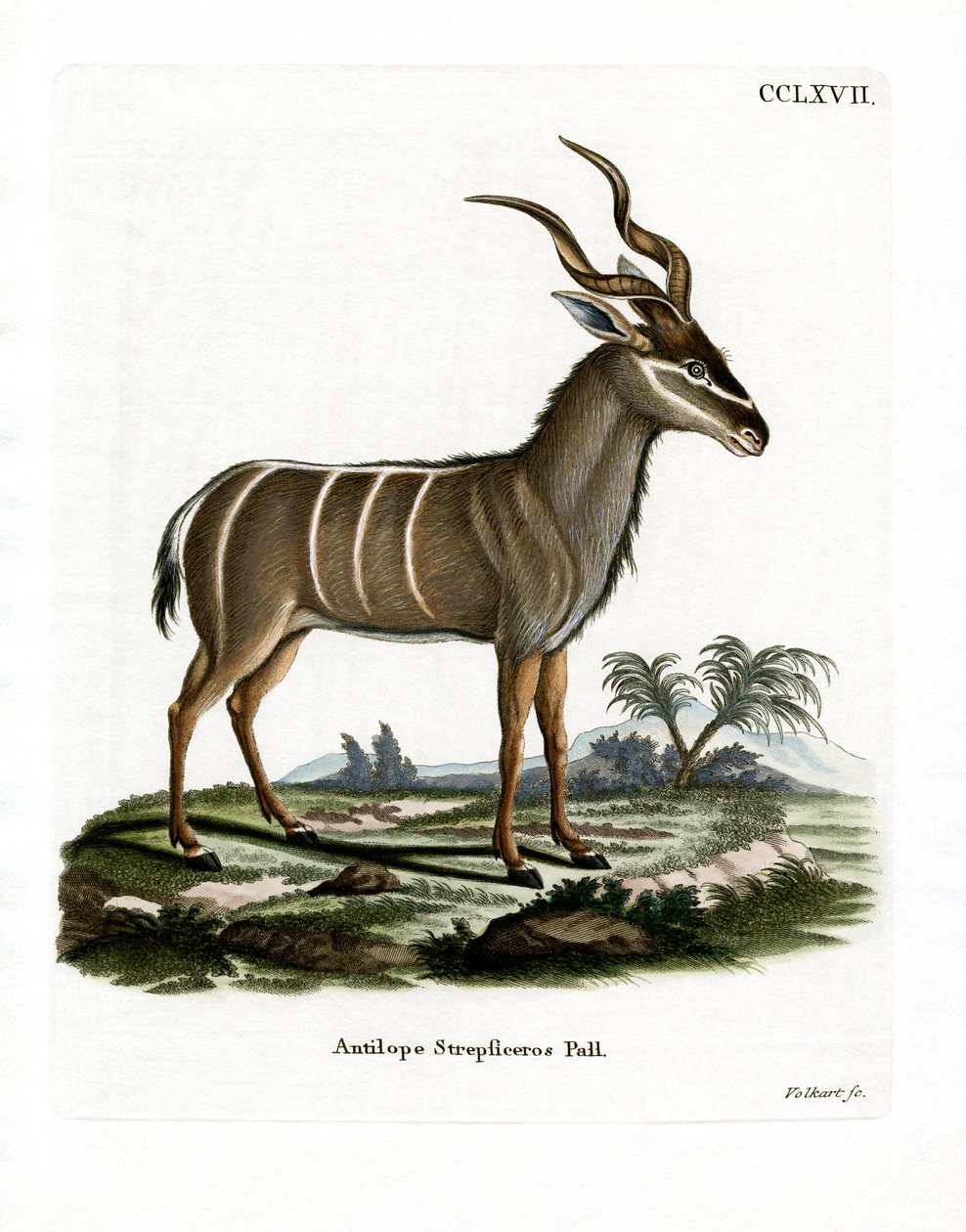大 Kudu（彩色雕刻） 作者 德国学校
