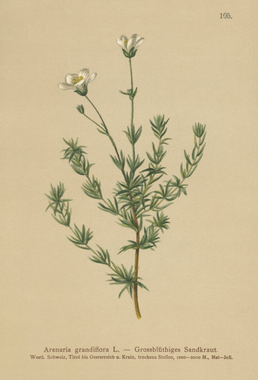 大沙蒿（Arenaria grandiflora） 作者 德国学校
