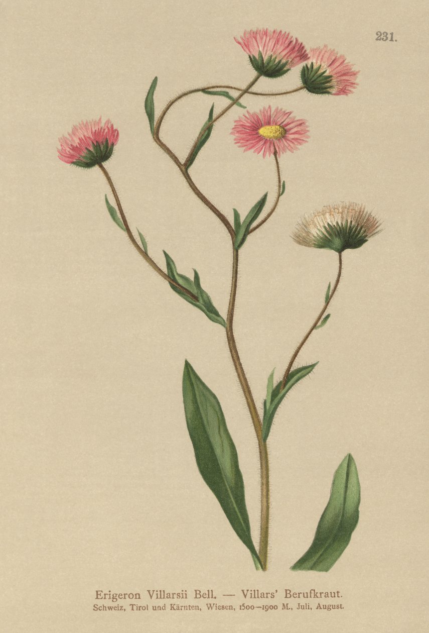 希腊Fleabane（Erigeron Villarsii，Erigeron atticus） 作者 德国学校