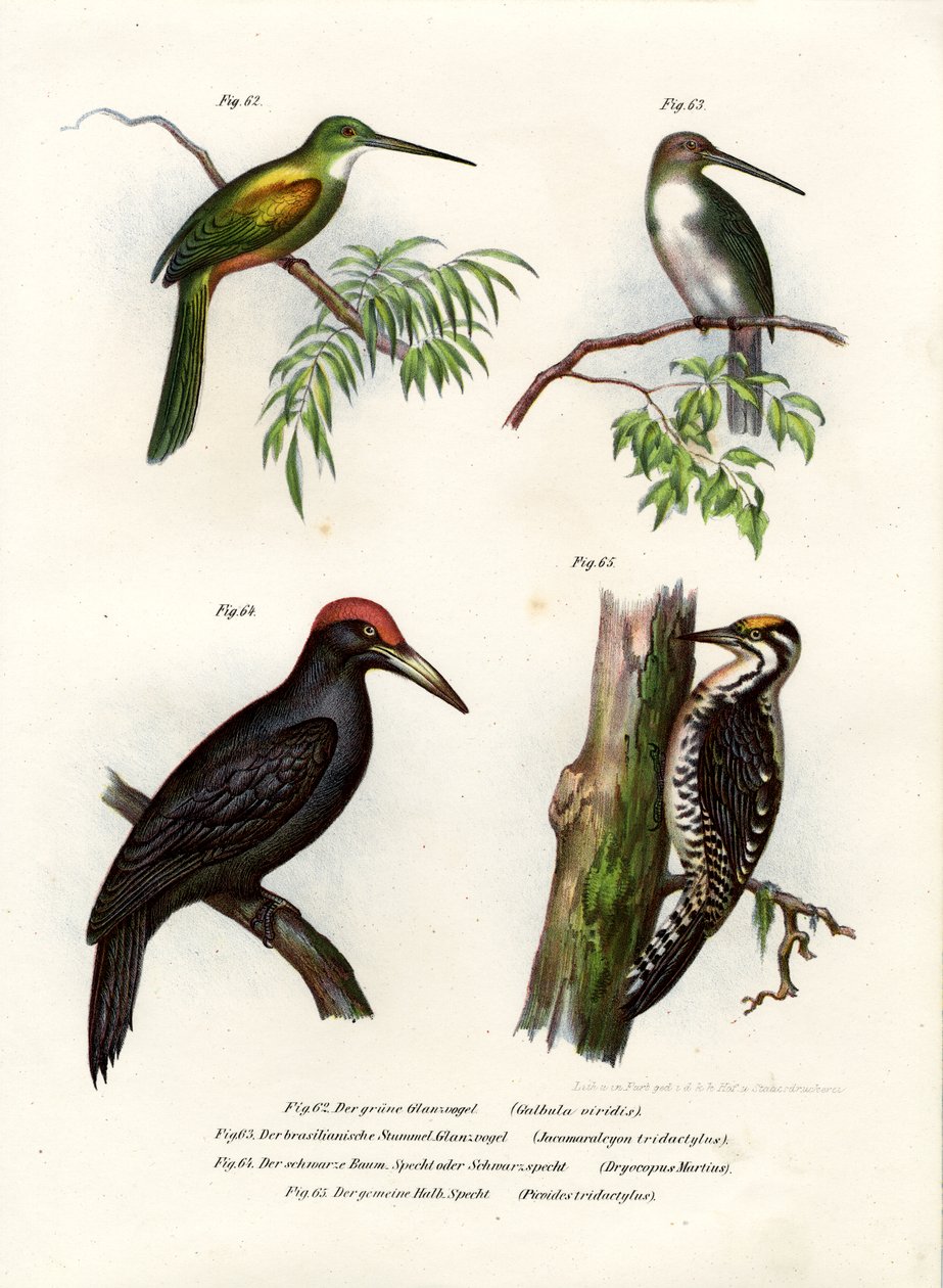 绿尾Jacamar，1864年 作者 德国学校