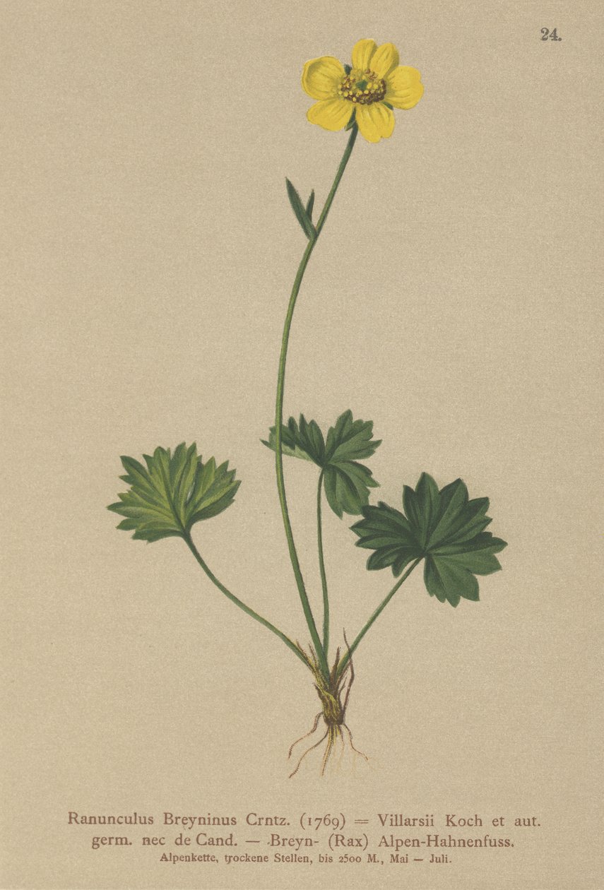 Greniers Buttercup（Ranunculus Breynius，Ranunculus Villarsii，Ranunculus grenierianus） 作者 德国学校