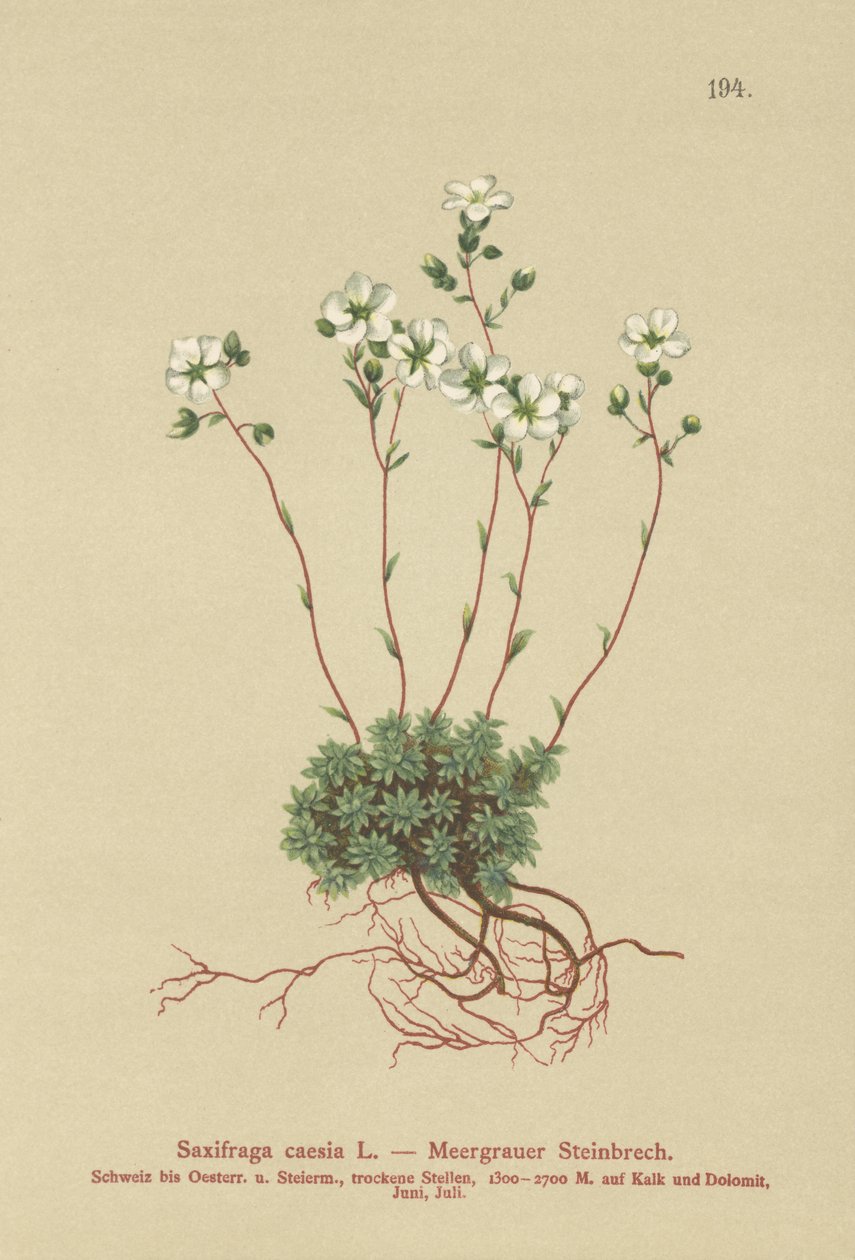 灰色Saxifrage（Saxifraga caesia） 作者 德国学校