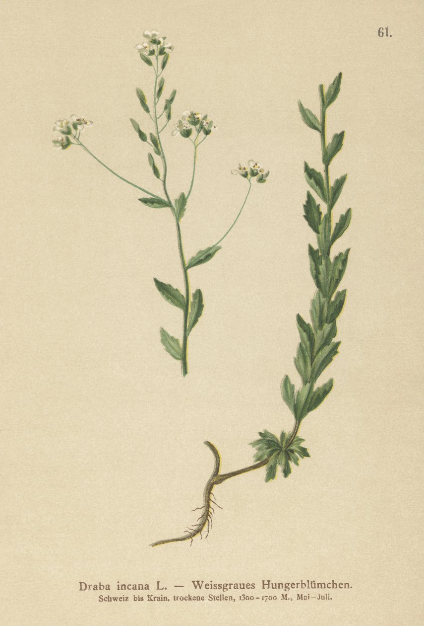 灰色Whitlow-grass（Draba incana，） 作者 德国学校