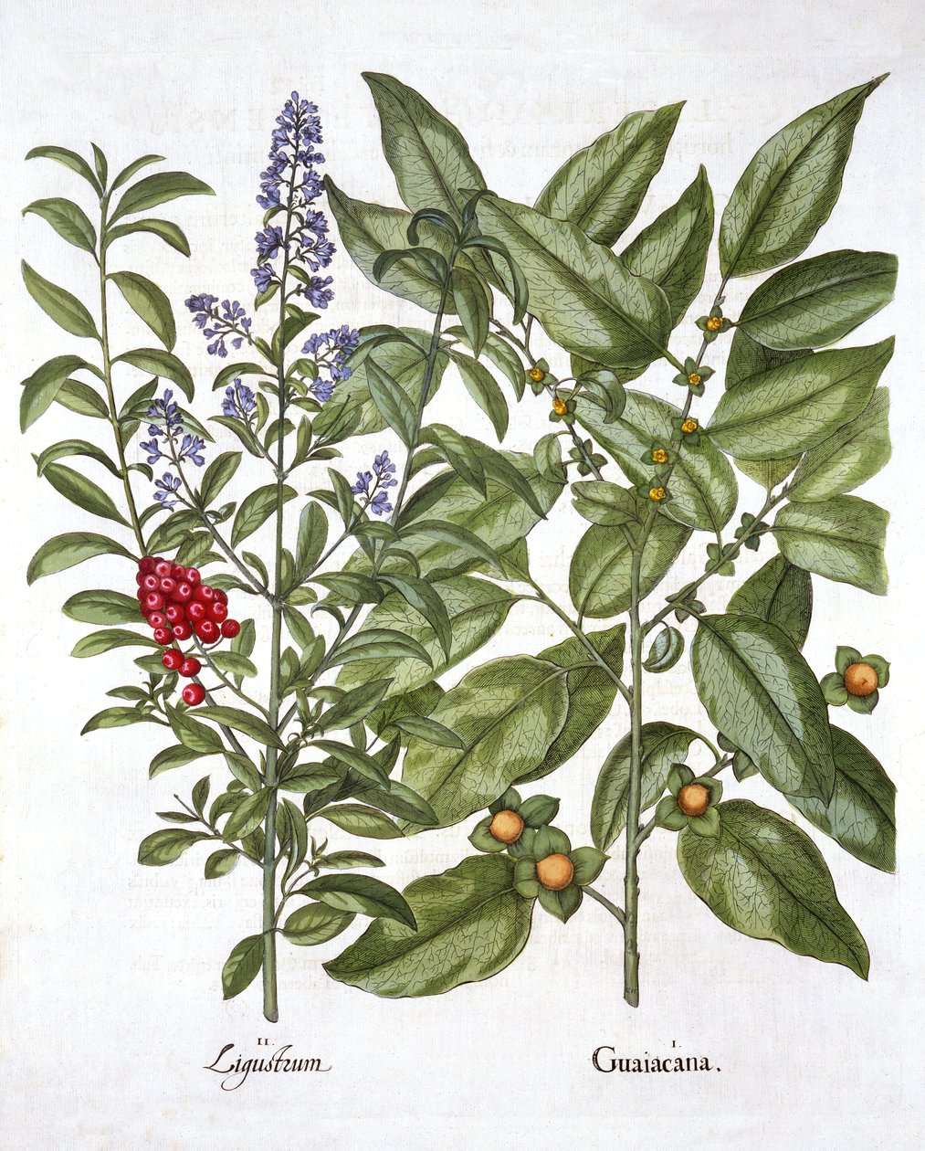 Guaiacum和中国女贞，来自Hortus Eystettensis，由Basil Besler（1561-1629），酒吧。 1613（手工彩色雕刻） 作者 德国学校