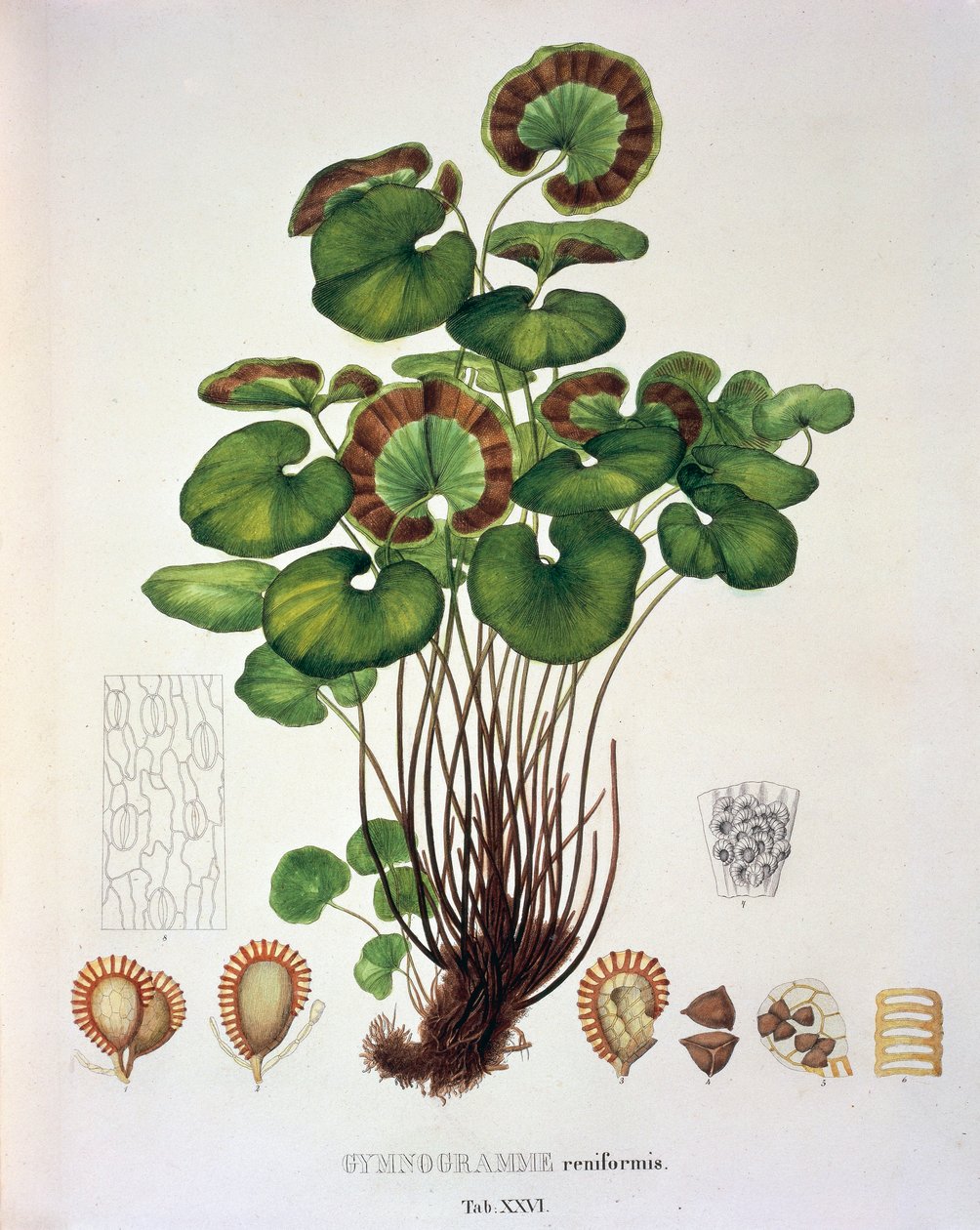 Gymnogramme Reniformis，表 XXVI，来自 Johann Baptist Von Spix 和 Carl Friedrich Von Martius 的“Plantarum Cryptogamicarum Brasiliensium” 作者 德国学校