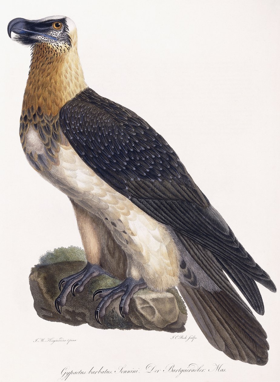 Gypaetus barbatus Sonnini 作者 德国学校