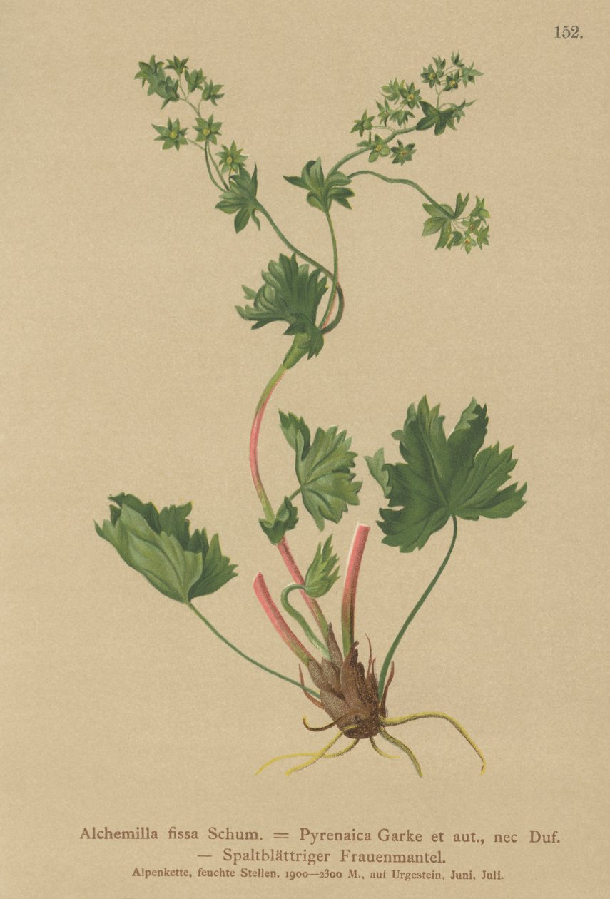 无毛女士地幔（Alchemilla fissa，Alchemilla Pyrenaica） 作者 德国学校