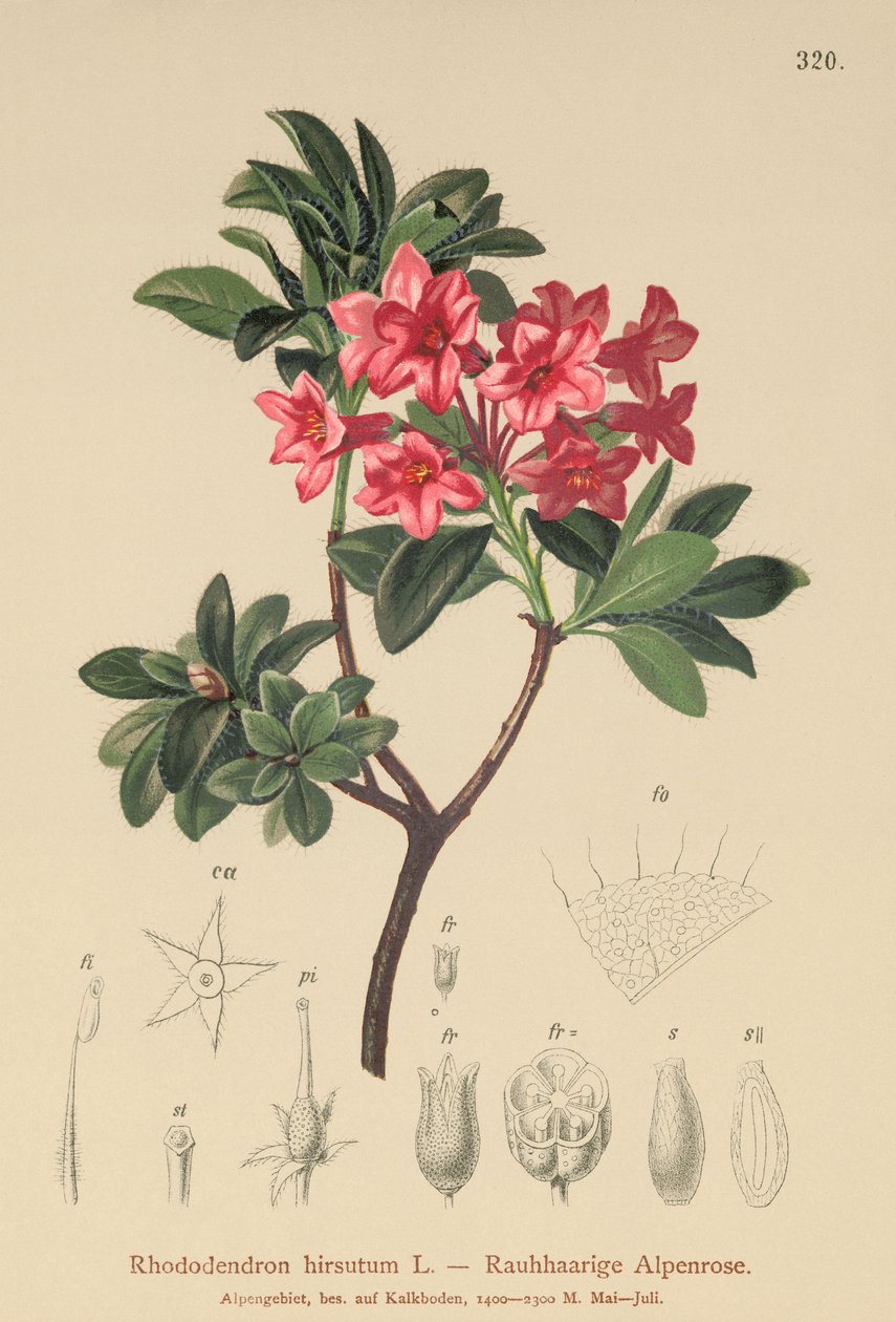 毛茸茸的Alpenrose（Rhododendron hirsutum） 作者 德国学校