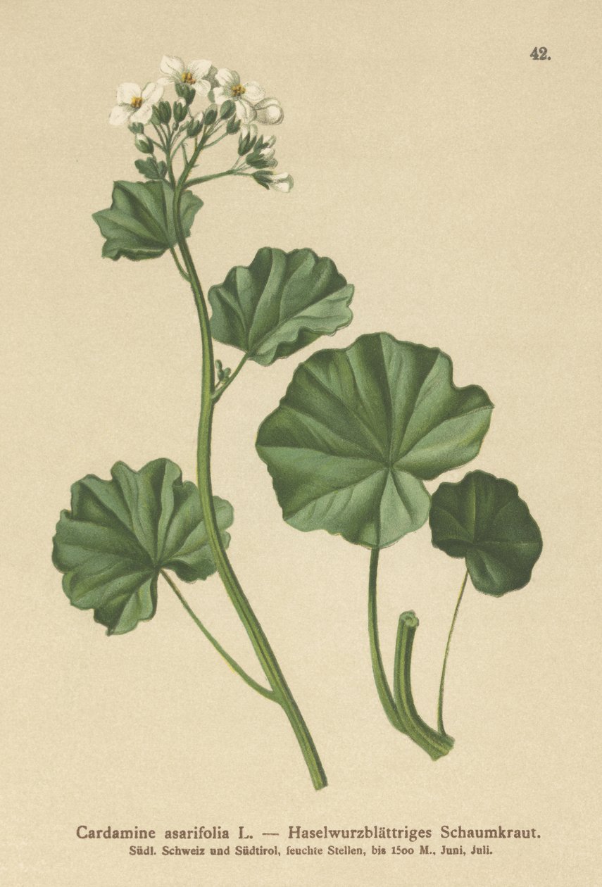 毛茸茸的苦瓜（Cardamine asarifolia） 作者 德国学校