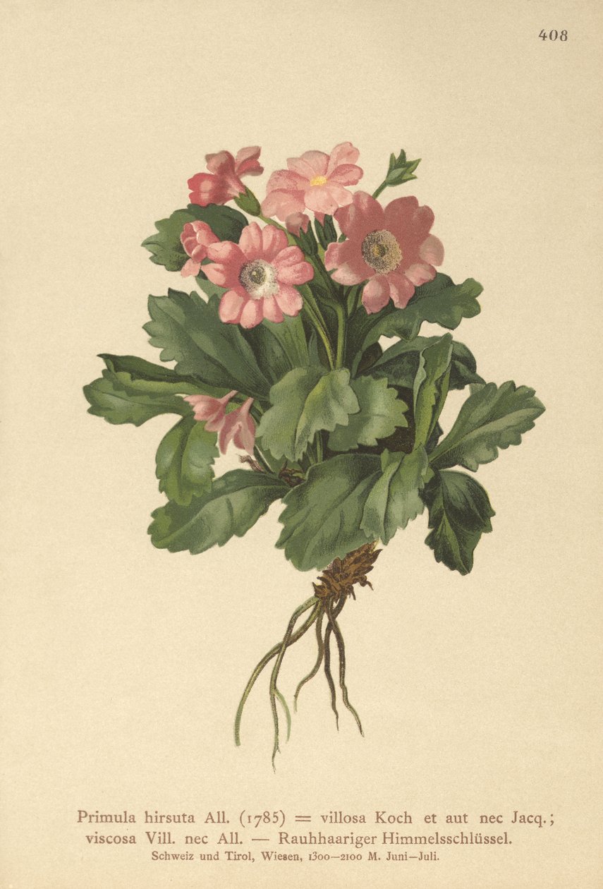 毛茸的报春花（Primula hirsuta） 作者 德国学校