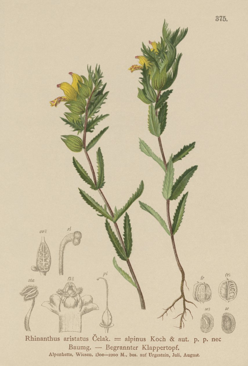 毛茸茸的黄色拨浪鼓（Rhinanthus aristatus，Rhinanthus alpinus） 作者 德国学校