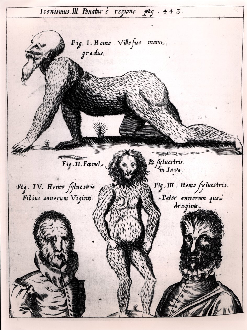多毛的男人和野人，插图来自Physica Curiosa by Gaspar Schott（1608-66） 作者 德国学校