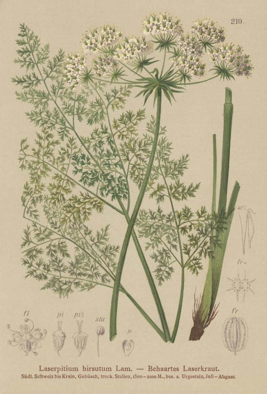 Hallers Sermountain（Laserpitium hirsutum，Laserpitium states，Laserpitium panax） 作者 德国学校