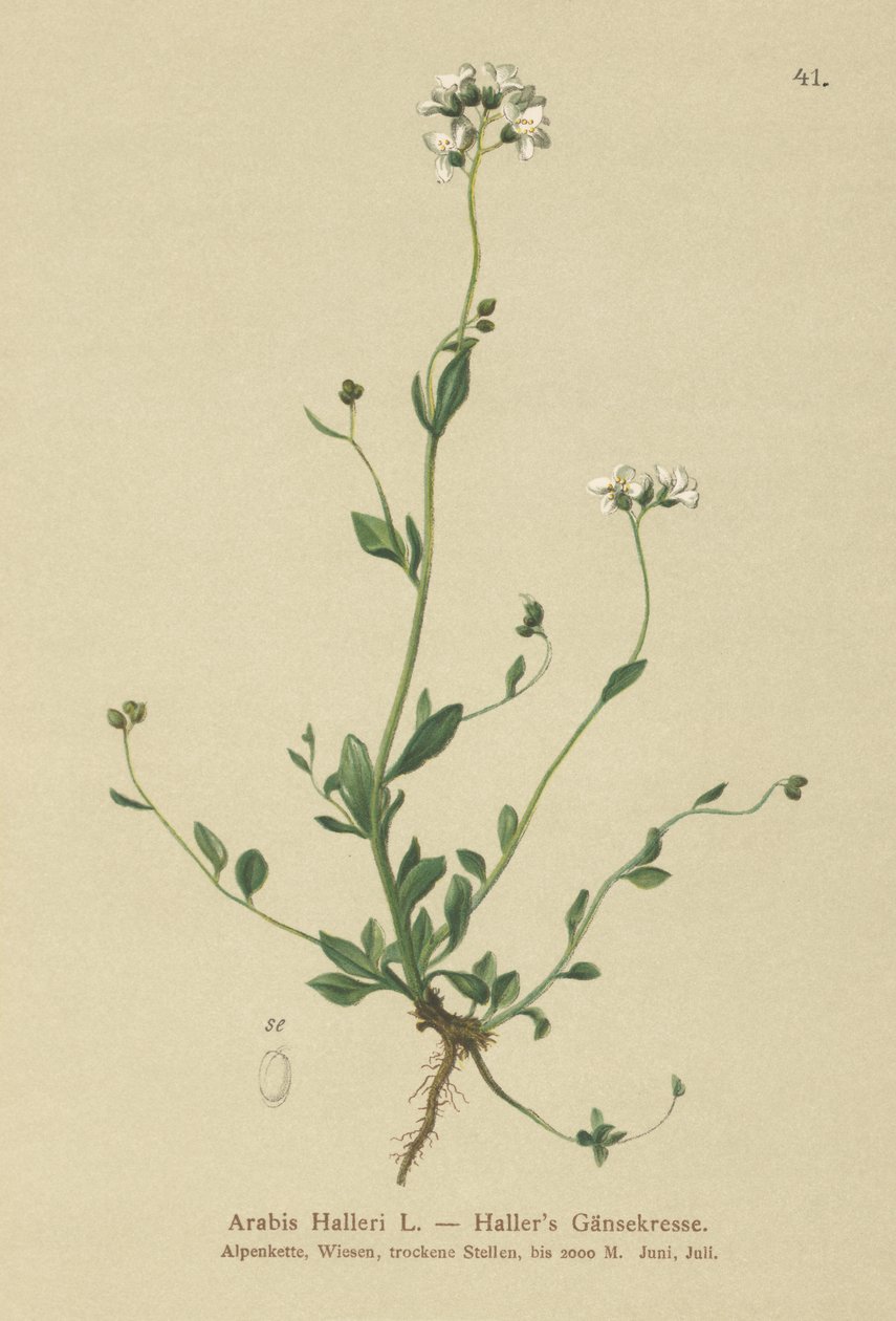 Hallers Wall-cress 作者 德国学校