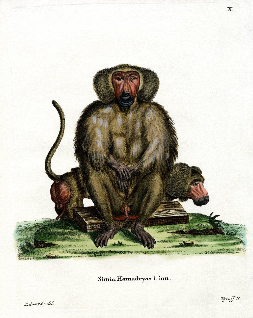 Hamadryas Baboon（彩色雕刻）。 作者 德国学校