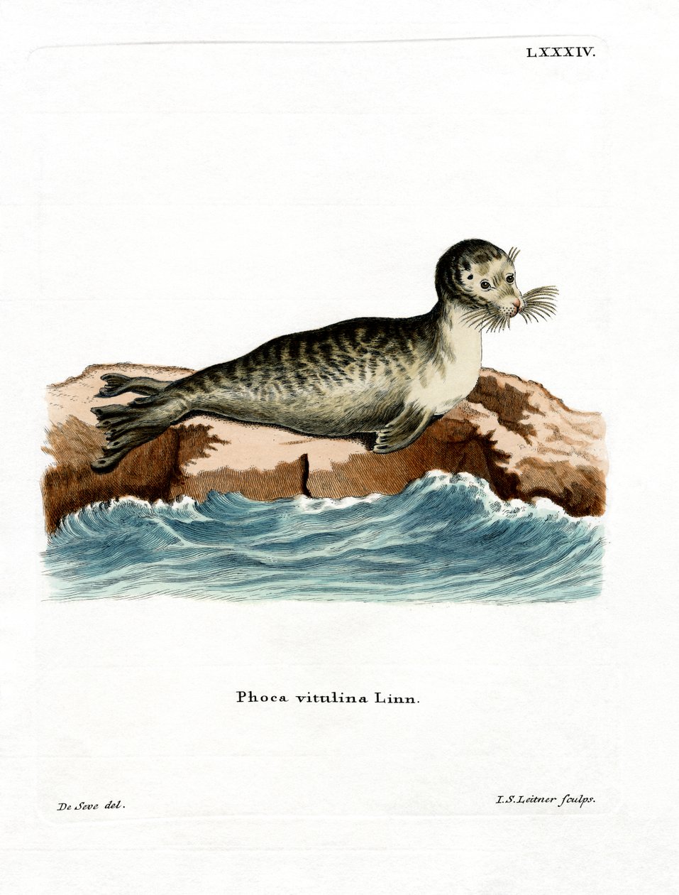 Harbor Seal (coloured engraving) 作者 德国学校