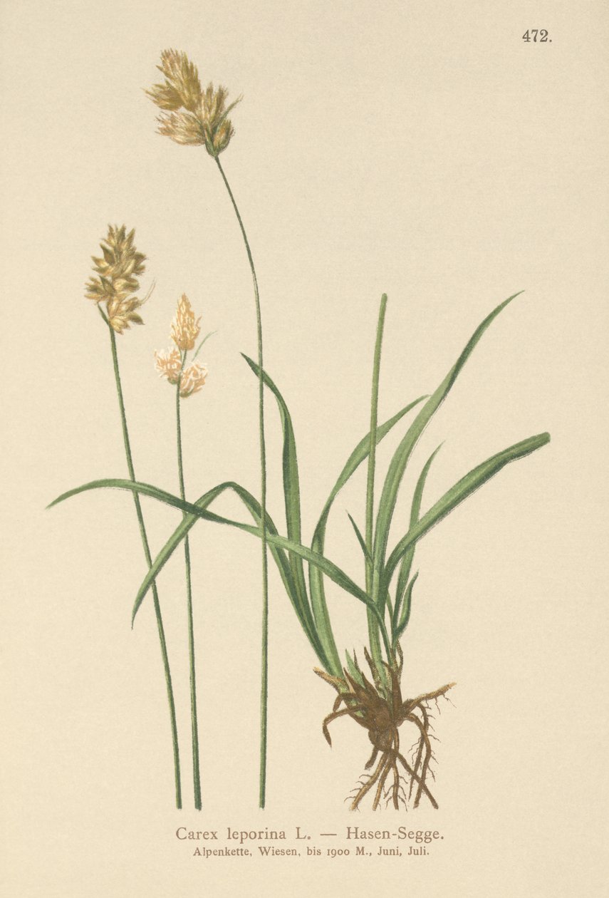 野兔薹（Carex leporina，Carex ovalis） 作者 德国学校