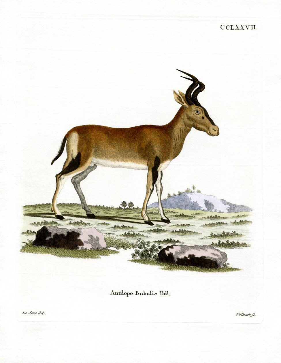 Hartebeest （彩色雕刻） 作者 德国学校
