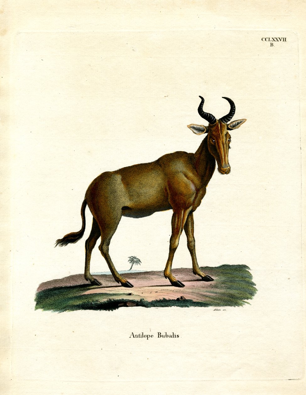 Hartebeest （彩色雕刻） 作者 德国学校