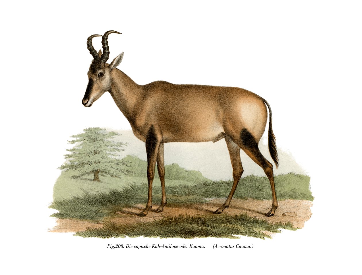 Hartebeest，1860年 作者 德国学校