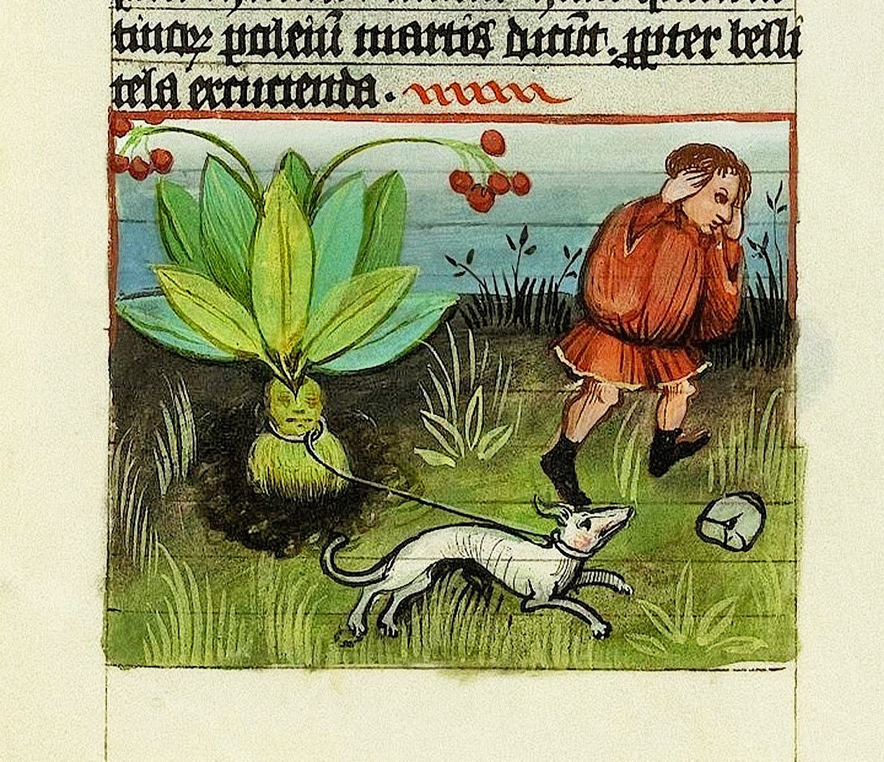 收获曼德拉，De Rerum Naturis - Rabanus Maurus，约1425年（牛皮纸水粉画）。 作者 德国学校
