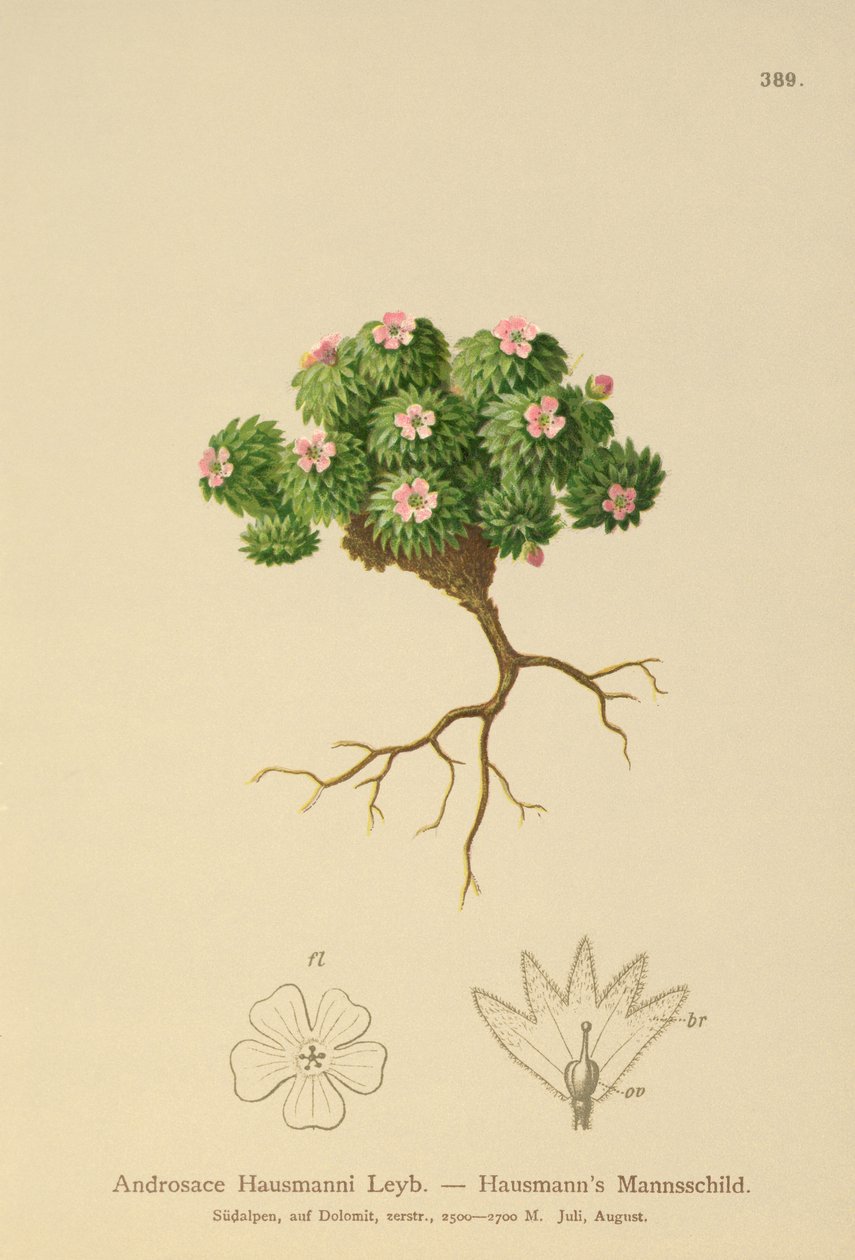 Hausmann&39;s Rock Jasmine（Androsace Hausmannii） 作者 德国学校