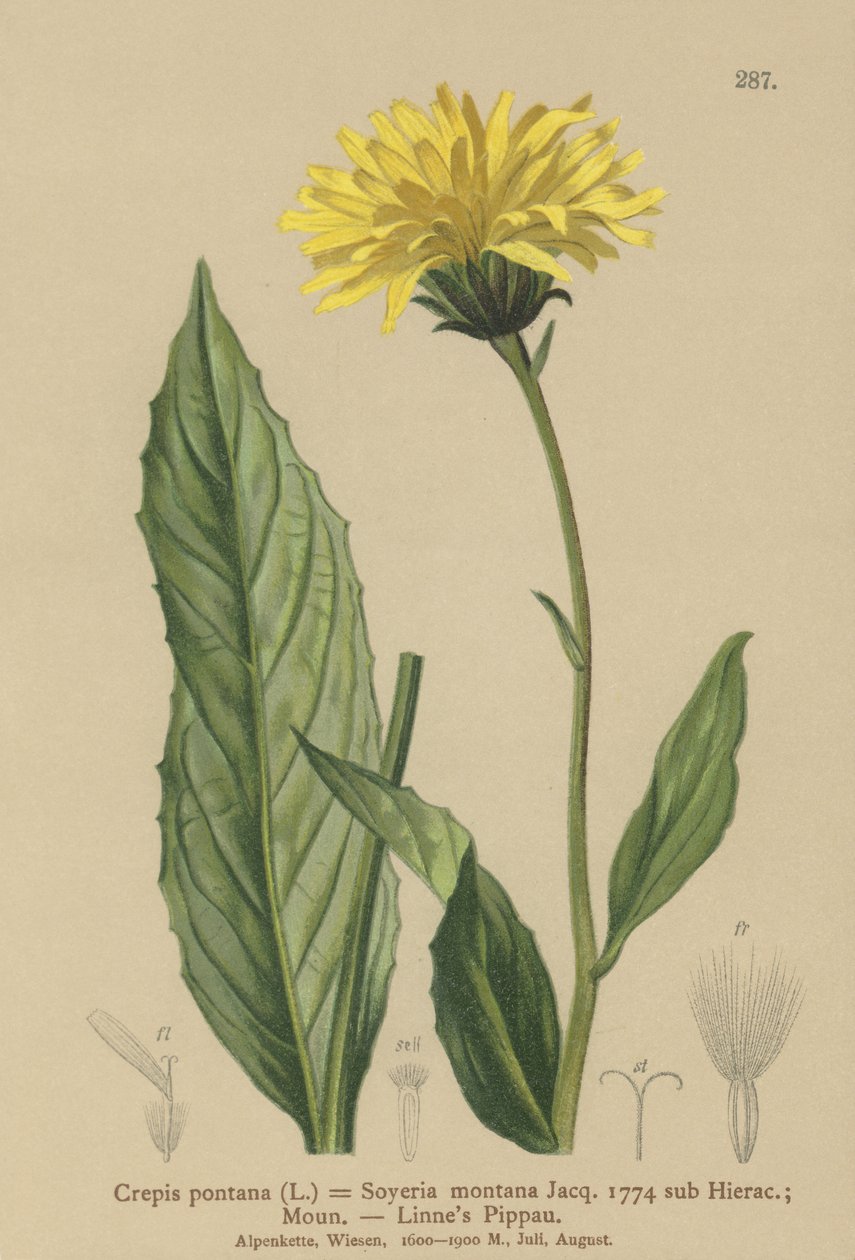 老鹰胡子（Crepis bocconi，Crepis pontana，Crepis montana，Hieracium montanum，Soyeria montana） 作者 德国学校