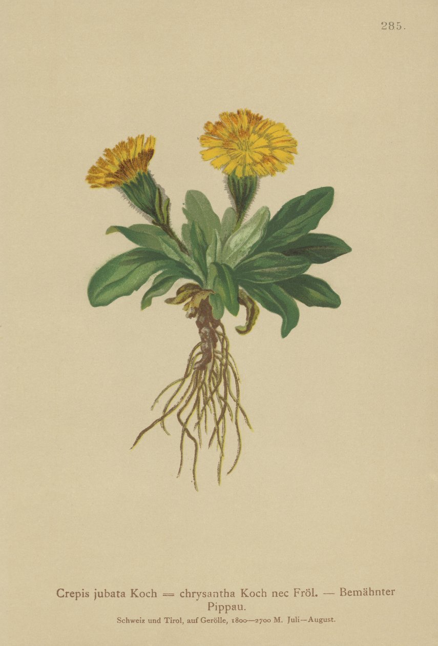 老鹰胡子（Crepis jubata，Crepis rhaetica） 作者 德国学校