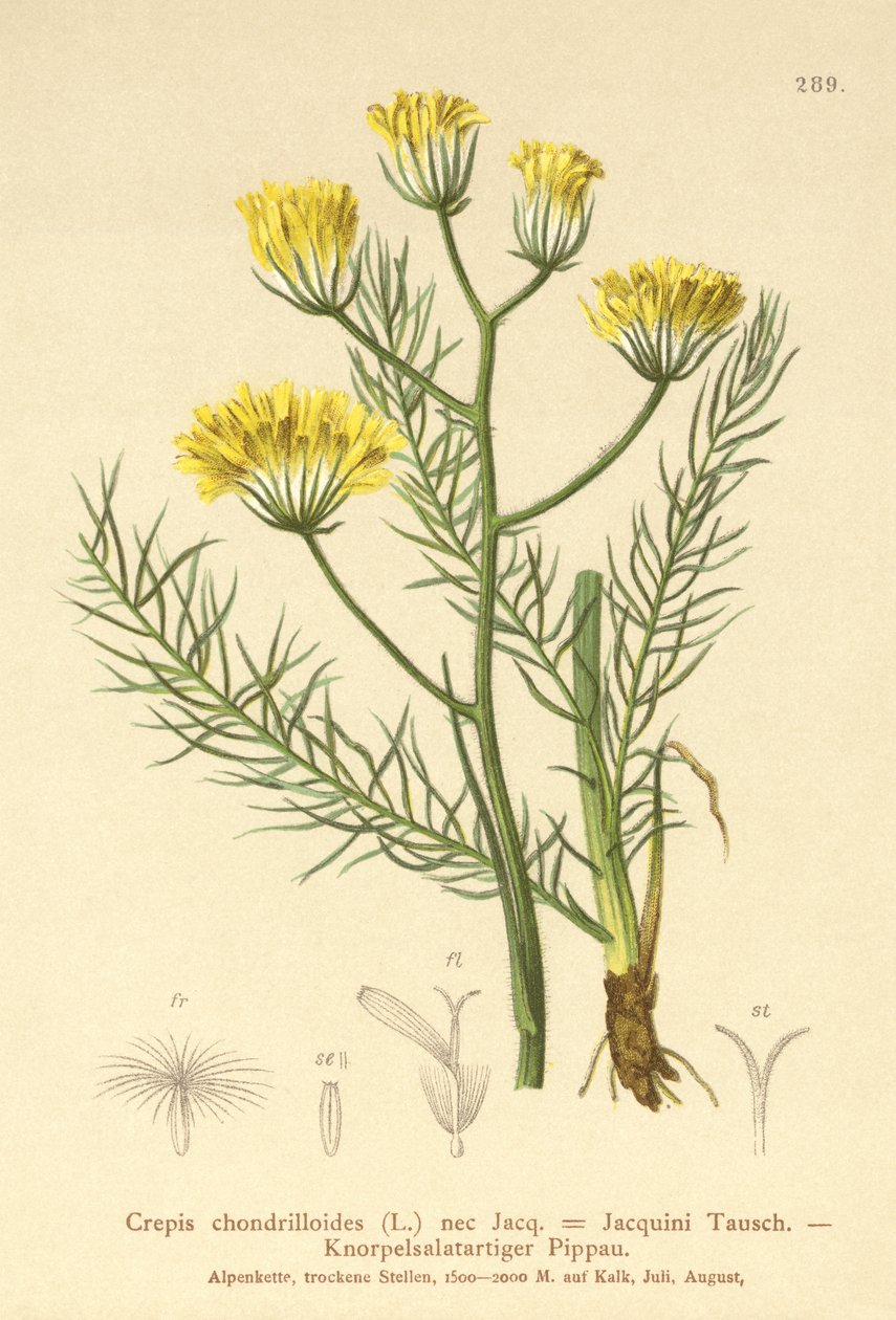 Hawksbeard（Crepis chondrilloides） 作者 德国学校