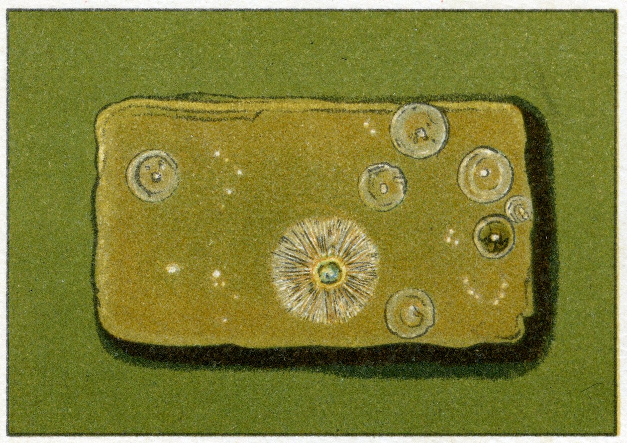 饮用水中健康的细菌水平，c.1890（彩色石版画） 作者 德国学校
