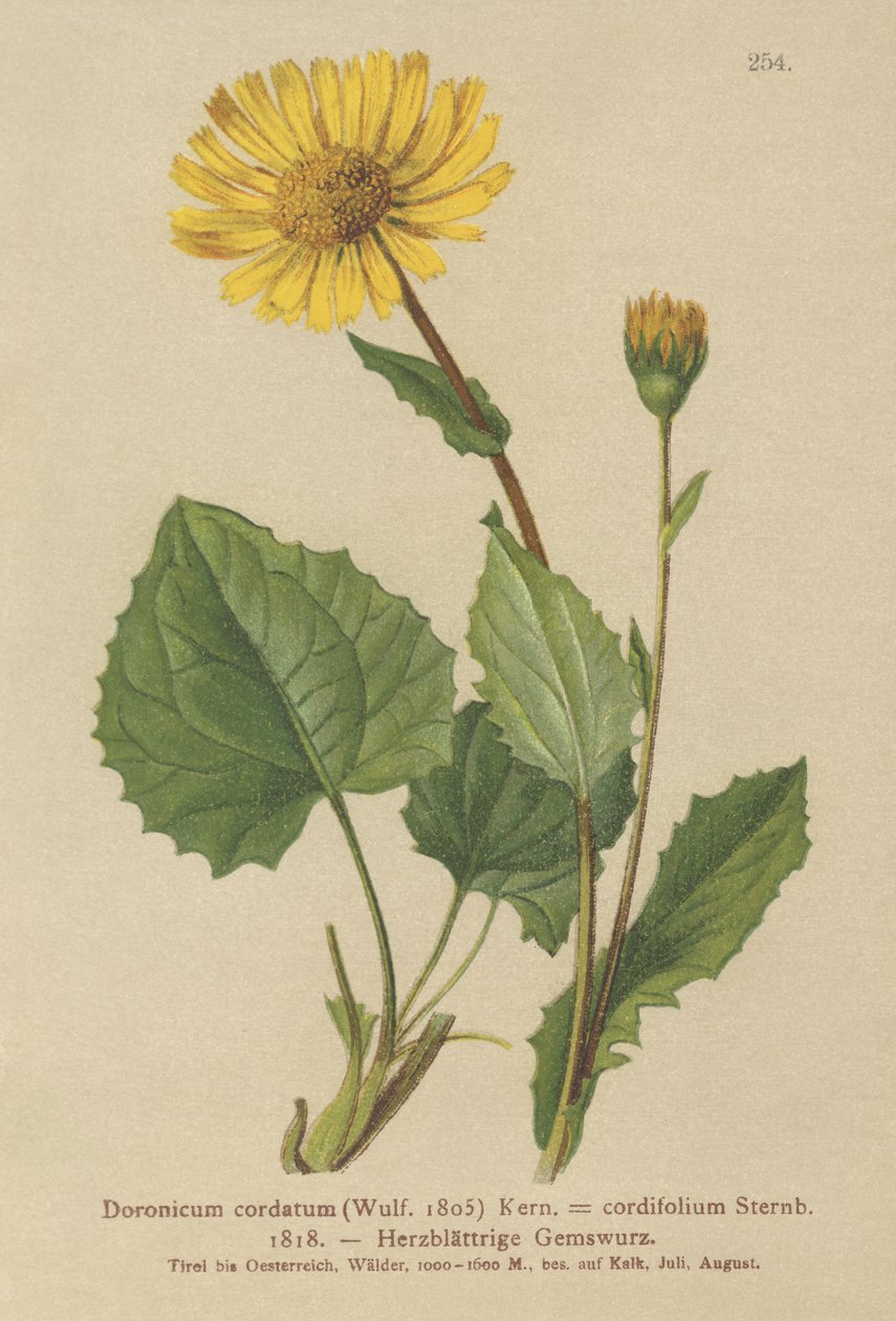 心叶豹（Bane（Doronicum cordatum，Doronicum cordifolium，Aronicum cordatum） 作者 德国学校