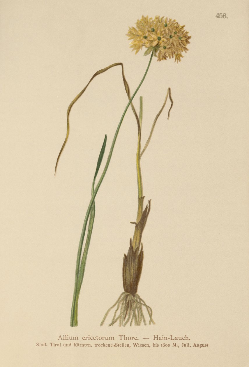 HEATH大蒜（大蒜标记，硬大蒜，葱graminifolium） 作者 德国学校