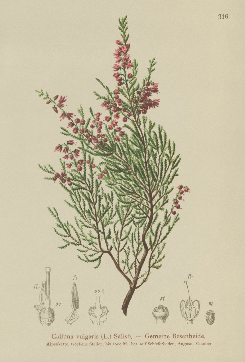 希瑟（Calluna vulgaris） 作者 德国学校
