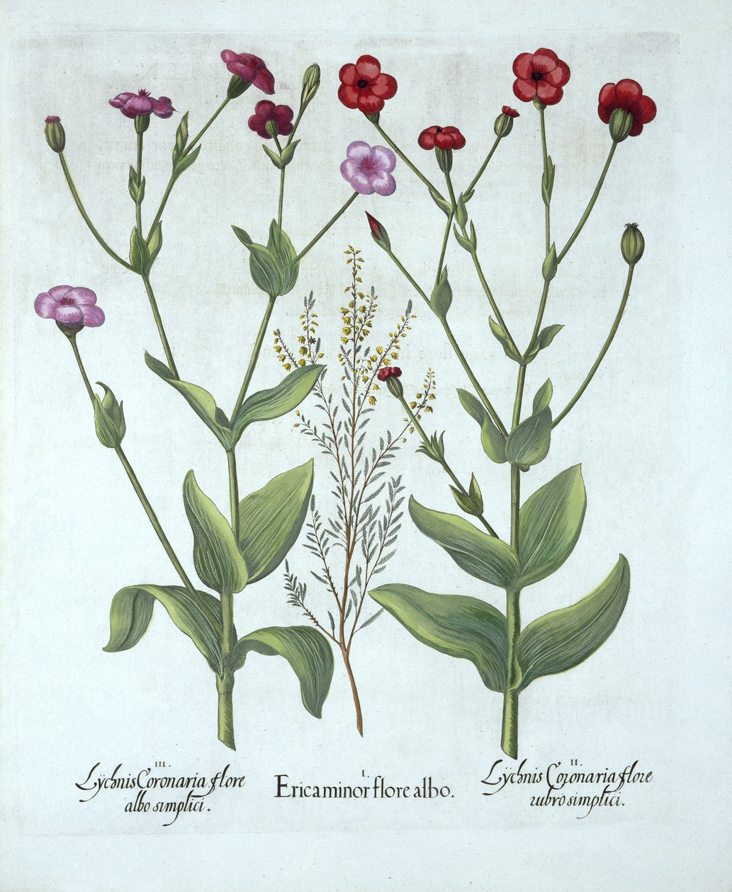 Heather和两种Lychnis，来自Hortus Eystettensis，由Basil Besler（1561-1629），酒吧。 1613（手工雕刻） 作者 德国学校