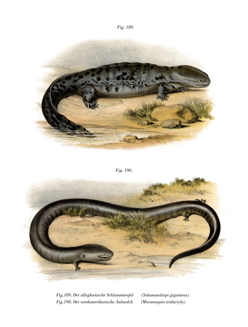 Hellbender（彩色石版画） 作者 德国学校
